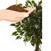 52" Ficus Tree with White Planter UV Resistant (Indoor/Outdoor)   556897416
